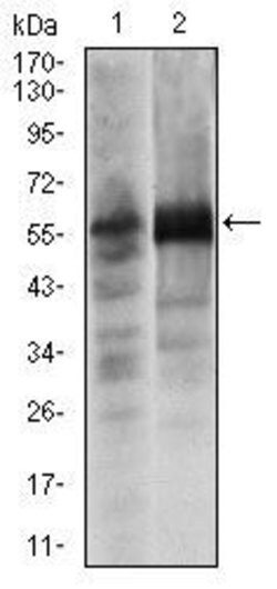 Invitrogen SOX9 Monoclonal Antibody (1B11) 100 &mu;g; Unconjugated:Antibodies,