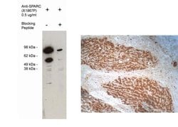 Invitrogen SPARC Polyclonal Antibody 70 &mu;g; Unconjugated:Antibodies,