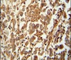 SPATC1 Polyclonal Antibody, Invitrogen 400 &mu;L; Unconjugated:Antibodies,