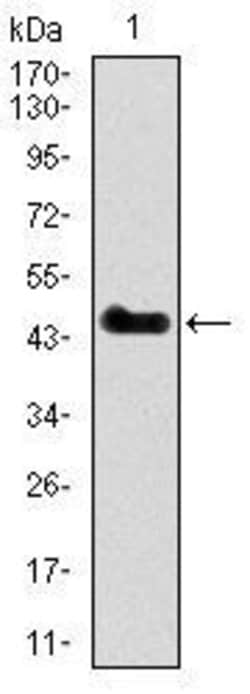 Invitrogen PU.1 Monoclonal Antibody (5C7) 100 &mu;g; Unconjugated:Antibodies,