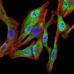 Invitrogen SPIB Monoclonal Antibody (4G5) 100 &mu;L | Buy Online | Invitrogen&trade; | Fisher Scientific