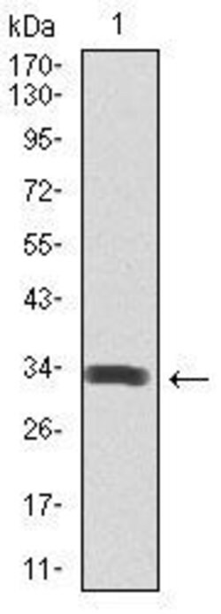 Invitrogen SPIB Monoclonal Antibody (4G5) 100 &mu;L | Buy Online | Invitrogen&trade; | Fisher Scientific