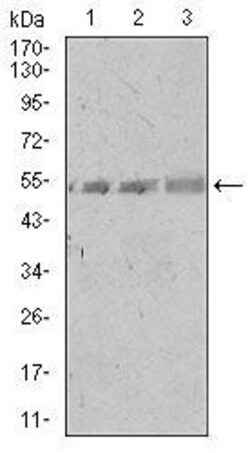Invitrogen SPIB Monoclonal Antibody (4G5) 100 &mu;L | Buy Online | Invitrogen&trade; | Fisher Scientific