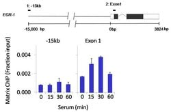 SPATA16 Polyclonal Antibody, Invitrogen 100 &mu;g; Unconjugated:Antibodies,