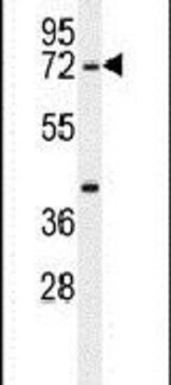 SERAC1 Rabbit anti-Human, Mouse, Polyclonal, Invitrogen 400 μL; Unconjugated:Antibodies,