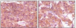Invitrogen SRA1 Monoclonal Antibody (1D4H8) 100 &mu;L; Unconjugated:Antibodies,