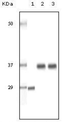Invitrogen SRA1 Monoclonal Antibody (1D4H8) 100 &mu;L; Unconjugated:Antibodies,
