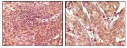 Invitrogen SRA1 Monoclonal Antibody (7H1G1) 100 &mu;L; Unconjugated:Antibodies,