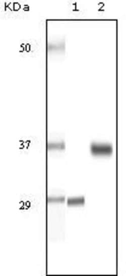 Invitrogen SRA1 Monoclonal Antibody (7H1G1) 100 &mu;L; Unconjugated:Antibodies,