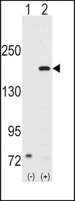 SRC1 Rabbit anti-Human, Polyclonal, Invitrogen 400 &mu;L; Unconjugated:Antibodies,