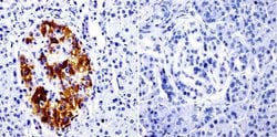 Invitrogen™ SRC3 Monoclonal Antibody (AX15.3)