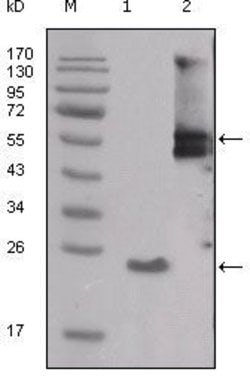 Invitrogen SRC Monoclonal Antibody (4F1E8) 100 &mu;L; Unconjugated:Antibodies,