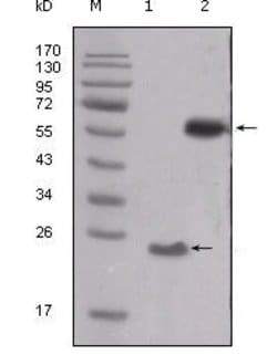 Invitrogen SRC Monoclonal Antibody (5D10C4) 100 &mu;L; Unconjugated:Antibodies,