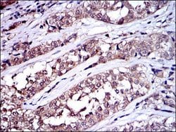 Invitrogen SRC Monoclonal Antibody (1F11) 100 &mu;L; Unconjugated:Antibodies,