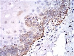 Invitrogen SRC Monoclonal Antibody (1F11) 100 &mu;L; Unconjugated:Antibodies,