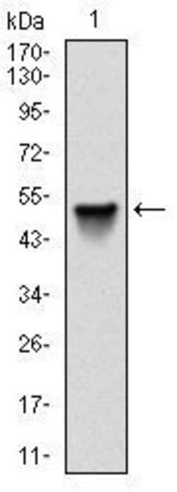 Invitrogen SRC Monoclonal Antibody (1F11) 100 &mu;L; Unconjugated:Antibodies,