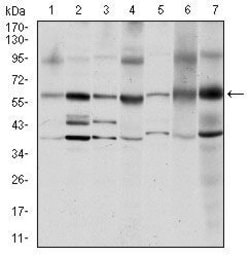 Invitrogen SRC Monoclonal Antibody (1F11) 100 &mu;L; Unconjugated:Antibodies,
