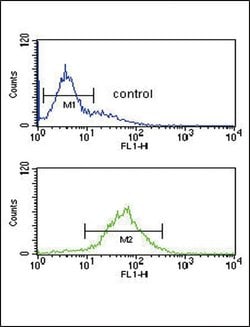 SRD5A3 Rabbit anti-Human, Polyclonal, Invitrogen 400 &mu;L; Unconjugated:Antibodies,