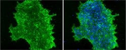 Invitrogen SSEA4 Monoclonal Antibody (MC-813-70) 100 &mu;g; Unconjugated:Antibodies,