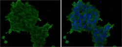 Invitrogen SSEA4 Monoclonal Antibody (MC-813-70) 100 &mu;g; Unconjugated:Antibodies,