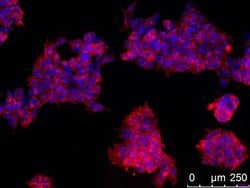 Invitrogen SSEA1 Monoclonal Antibody (MC-480) 100 &mu;g; Unconjugated:Antibodies,