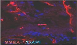 Invitrogen SSEA1 Monoclonal Antibody (MC-480) 100 &mu;g; Unconjugated:Antibodies,