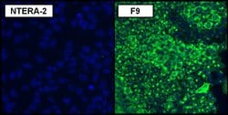 Invitrogen SSEA1 Monoclonal Antibody (MC-480) 100 &mu;g; Unconjugated:Antibodies,