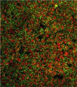 Invitrogen SSEA3 Monoclonal Antibody (MC-631), DyLight 488 100 &mu;L; DyLight