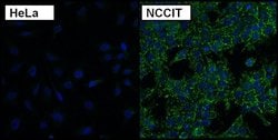 Invitrogen SSEA3 Monoclonal Antibody (MC-631) 100 &mu;g; Unconjugated:Antibodies,