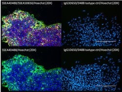Invitrogen SSEA4 Monoclonal Antibody (MC-813-70), DyLight 488 100 &mu;L;