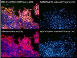 SSEA4 Monoclonal Antibody (MC-813-70), DyLight 650, Invitrogen 100 &mu;L;