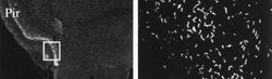 Invitrogen SSTR3 Polyclonal Antibody 100 &mu;L; Unconjugated:Antibodies,