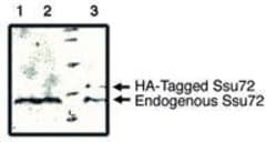 Invitrogen SSU72 Polyclonal Antibody 100 &mu;g; Unconjugated:Antibodies,