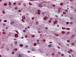 Invitrogen STAT3 Monoclonal Antibody (7G3H4) 100 &mu;L; Unconjugated:Antibodies,