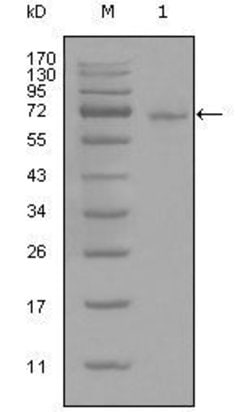 Invitrogen STAT3 Monoclonal Antibody (7G3H4) 100 &mu;L; Unconjugated:Antibodies,