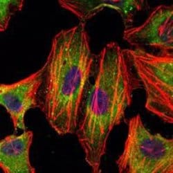 Invitrogen STAT3 Monoclonal Antibody (3B5) 100 &mu;L; Unconjugated:Antibodies,