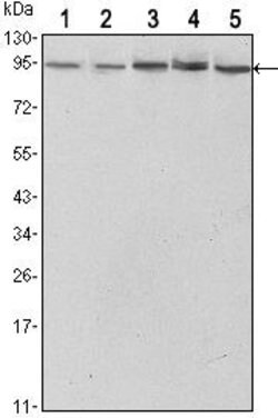 Invitrogen STAT3 Monoclonal Antibody (3B5) 100 &mu;L; Unconjugated:Antibodies,