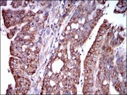 Invitrogen STAT5 alpha Monoclonal Antibody (6D4) 100 &mu;g; Unconjugated:Antibodies,