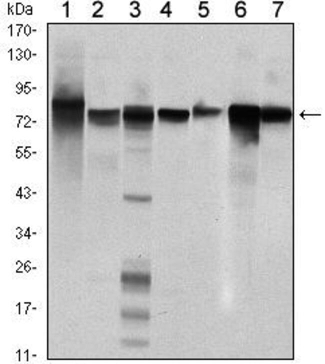 STAT5 beta Monoclonal Antibody (5B3), Invitrogen 100 μL; Unconjugated ...