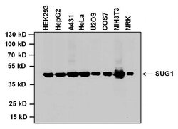 Invitrogen PSMC5 Monoclonal Antibody (2SU-1B8) 50 &mu;L | Buy Online | Invitrogen&trade; | Fisher Scientific
