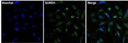 Invitrogen SUMO1 Monoclonal Antibody (1SUM-1C6) 50 &mu;L; Unconjugated:Antibodies,