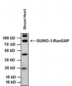 Invitrogen SUMO1 Monoclonal Antibody (1SUM-1C6) 50 &mu;L; Unconjugated:Antibodies,