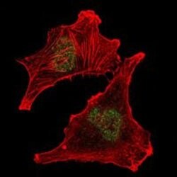 Invitrogen SUZ12 Monoclonal Antibody (2C11) 100 &mu;L; Unconjugated:Antibodies,