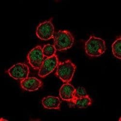 Invitrogen SUZ12 Monoclonal Antibody (2C11) 100 &mu;L; Unconjugated:Antibodies,