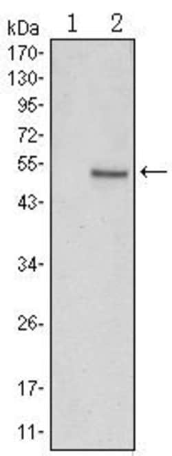 Invitrogen SUZ12 Monoclonal Antibody (2C11) 100 &mu;L; Unconjugated:Antibodies,
