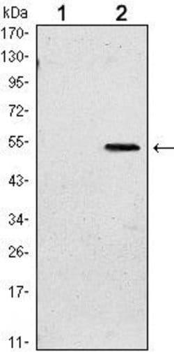 Invitrogen SUZ12 Monoclonal Antibody (3D10) 100 &mu;L; Unconjugated:Antibodies,