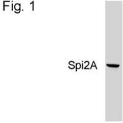 Invitrogen SERPINA3G Monoclonal Antibody (MoFo 29.2) 100 &mu;g; Unconjugated:Antibodies,