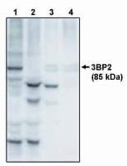 Invitrogen SH3BP2 Polyclonal Antibody 250 &mu;g; Unconjugated:Antibodies,