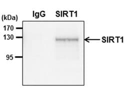 Invitrogen SIRT1 Polyclonal Antibody 100 &mu;L; Unconjugated:Antibodies,