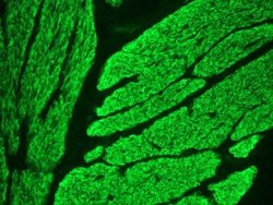 Invitrogen Smoothelin Monoclonal Antibody (R4A) 100 &mu;L; Unconjugated:Antibodies,